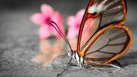 Transparent Wings Magic wallpaper
