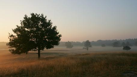 Misty Morning in the Serene Field wallpaper