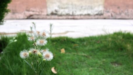 Delicate Wildflower Blooms in Soft Light wallpaper