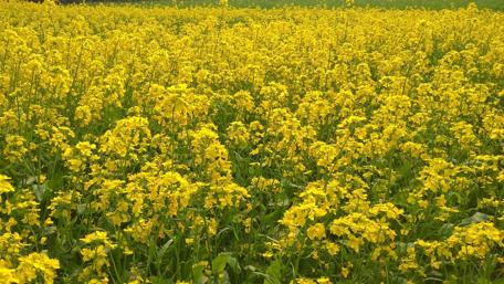 Vibrant Yellow Flower Fields Brimming with Life wallpaper