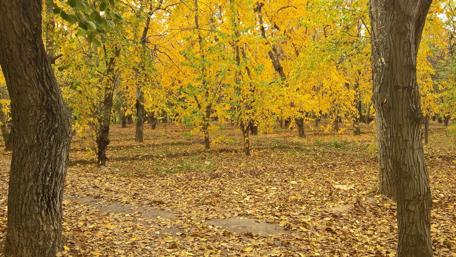 Golden Autumn Forest Pathway Beneath Vibrant Trees wallpaper