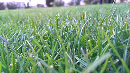 Lush Green Grass in Nature Scene wallpaper