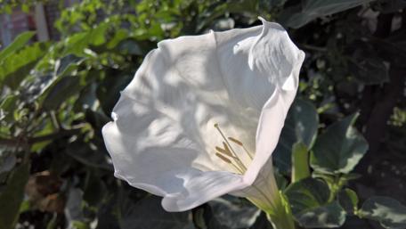 Elegant White Flower Blooming in Nature's Embrace wallpaper