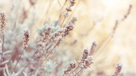 Winter Frost on Delicate Lavender Blooms wallpaper