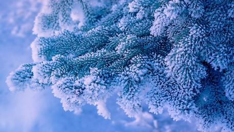 Snow-Kissed Pine Branches in Winter Wonderland wallpaper
