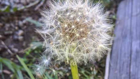 Delicate Dandelion Puff in Nature's Embrace wallpaper