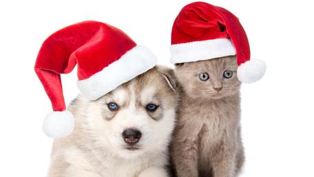 Festive Pals in Santa Hats wallpaper