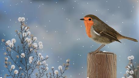 Winter Robin Perch In Snowy Wonderland wallpaper