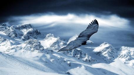 Majestic Eagle Soaring Over Snowy Peaks wallpaper