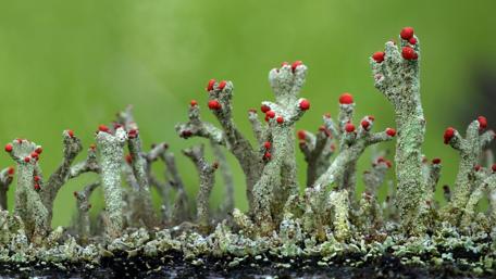 Vibrant Macro Flora Display wallpaper