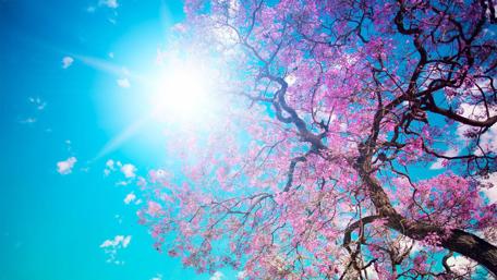 Blossoming Charm Under Bright Skies wallpaper