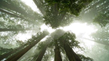 Towering Giants in Misty Serenity wallpaper