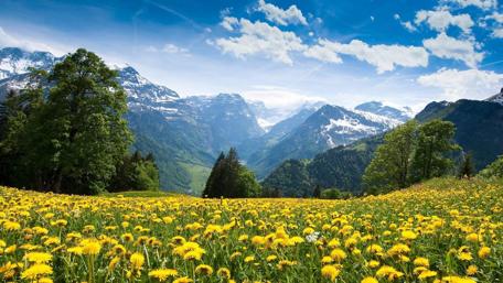 Blooming Meadow in Majestic Hillside Scenery wallpaper