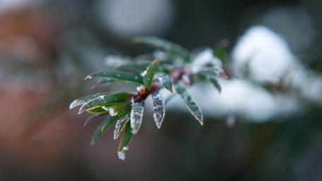 Frosted Branches in Winter Wonderland wallpaper