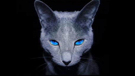 Mystical Blue-Eyed Cat Wallpaper wallpaper