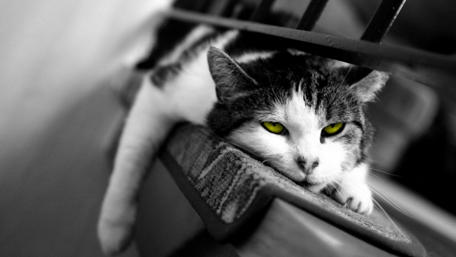 Resting Cat with Striking Yellow Eyes in Monochrome wallpaper