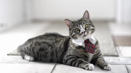 Dapper Cat in a Stylish Tie wallpaper