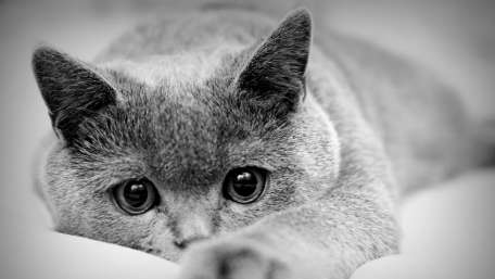 Intense Gaze of the Monochrome Feline wallpaper