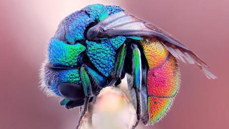 Vivid Hues of a Tiny World wallpaper