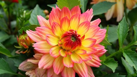 Vibrant Blossom in Full Bloom wallpaper