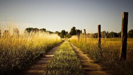 Serene Path Through Golden Fields wallpaper