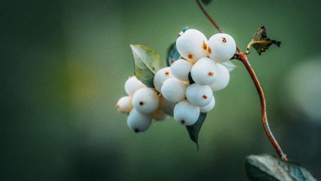 Snowberry Serenity in Sneznik's Wilderness wallpaper