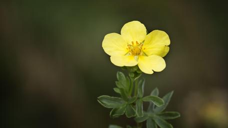 Vibrant Yellow Kuril Tea Flower in Macro Focus wallpaper
