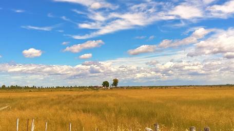 Golden Field Under a Brilliant Sky wallpaper