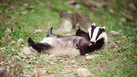Adorable Badger Relaxing in Nature's Embrace wallpaper