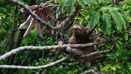 Sloth Serenity in Rainforest Canopy wallpaper
