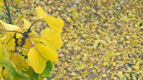 Autumn's Golden Leaves Dance to the Ground wallpaper