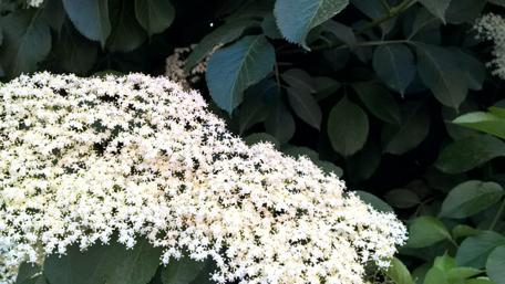 Delicate White Blossoms Among Green Foliage wallpaper