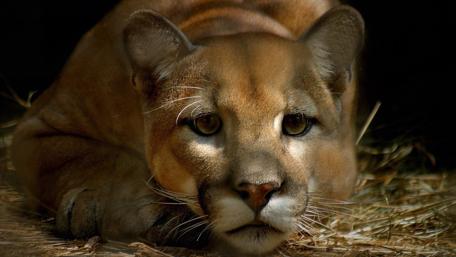 Majestic Puma Resting in Repose wallpaper
