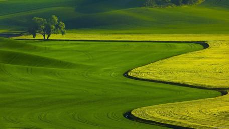 Wavy Green Fields and Meadows wallpaper