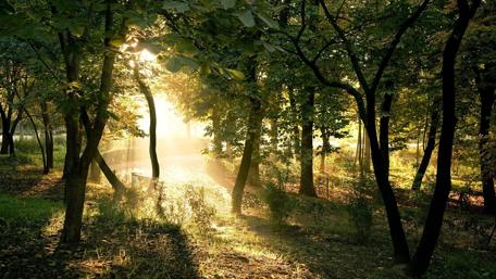Sunlight Through the Forest Canopy wallpaper