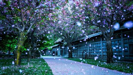 Blossoming Pathway Through Cherry Trees wallpaper