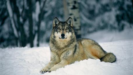 Wolf in Winter Wilderness wallpaper