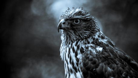 Majestic Bird of Prey in Monochrome wallpaper