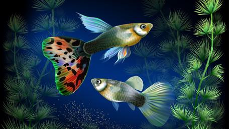 Vibrant Guppy Duo in Aquatic Dance wallpaper