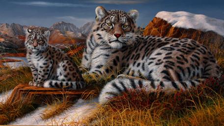 Majestic Snow Leopards in a Mountainous Terrain wallpaper