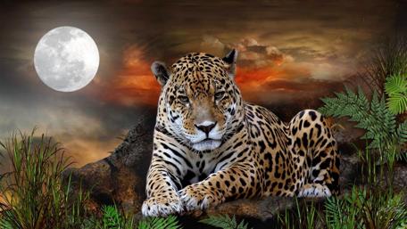 Majestic Jaguar Under Full Moon wallpaper