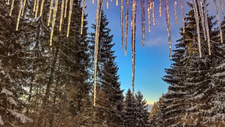 Winter Wonderland with Icicles and Trees wallpaper