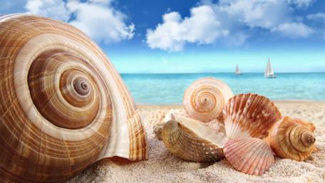 Seaside Serenity and Shells wallpaper