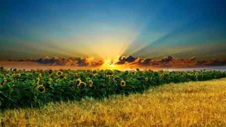 Golden Sunbeams Over Sunflower Field wallpaper