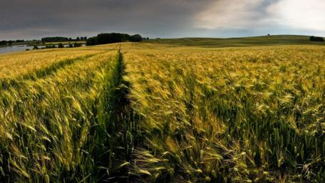 Golden Fields Beneath a Dramatic Sky wallpaper