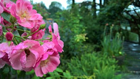 Vibrant Pink Roses in a Lush Garden Scene wallpaper
