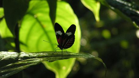 Elegant Butterfly in Lush Greenery wallpaper