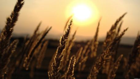 Golden Sunrise Over Tall Grasses Amidst a Serene Landscape wallpaper