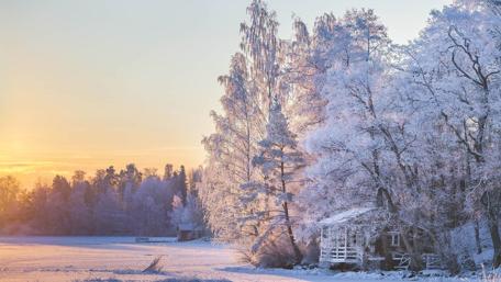 Frozen Forest in Winter Sunrise wallpaper