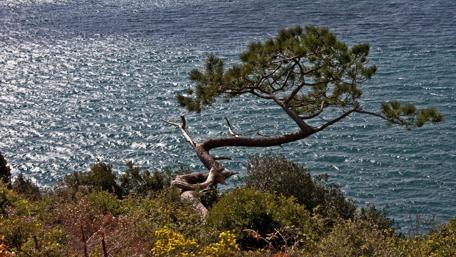 Serene Coastal Landscape with Unique Tree Formation wallpaper